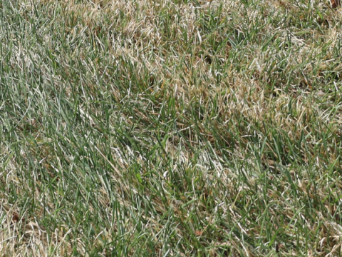 Кентуккийский мятлик в начале мая. Большая часть травы зеленая.