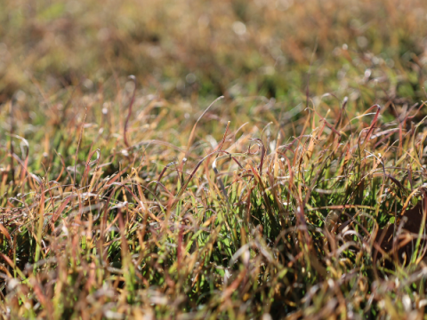 十月的水牛草。 它仍然是浅棕色，只有少量绿色。