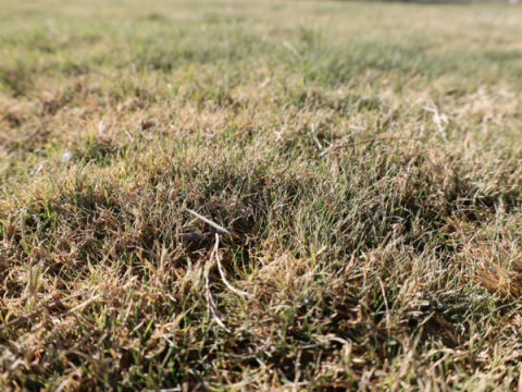 Bermudagras in oktober. Ongeveer 30% van het gras is groen.