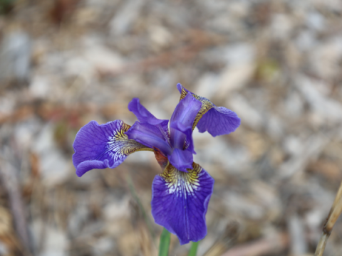 Iris siberiana