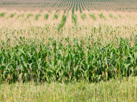 Corn Field Corn Field