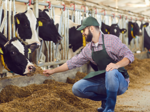 Dairy Employee Dairy Employee