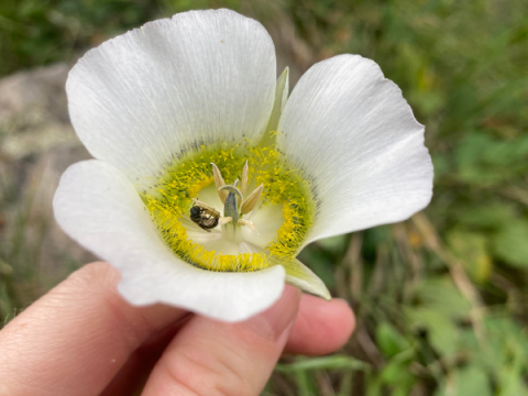 Abelha nativa na flor nativa do Colorado