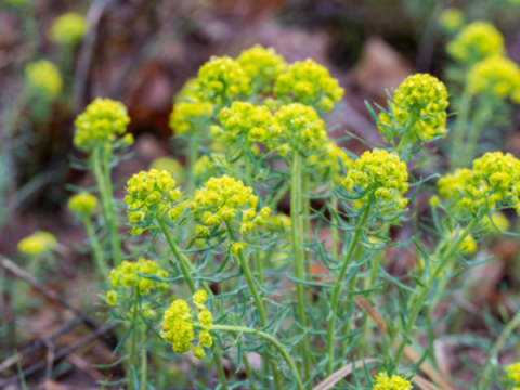 Photo of Leafy Spurge