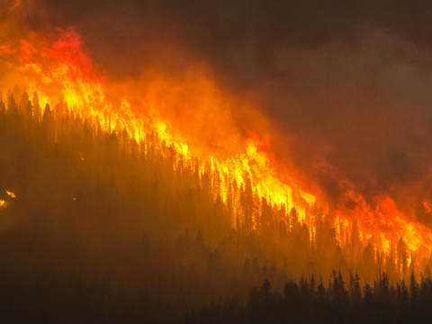 Wildfire A fire burns a forest