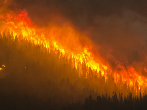 Un fuego quema un bosque