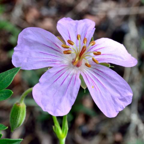 Wildflowers and Native Plants Walk