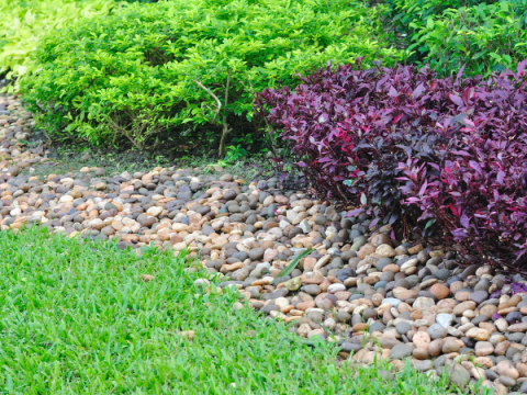 A grassy yard with gravel and shrubbery bordering