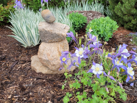 Een aangelegde tuin in Larimer County