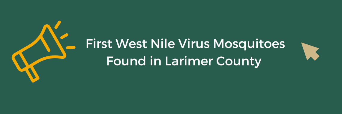 Imagen 5: Primeros mosquitos positivos del virus del Nilo Occidental encontrados en el condado de Larimer